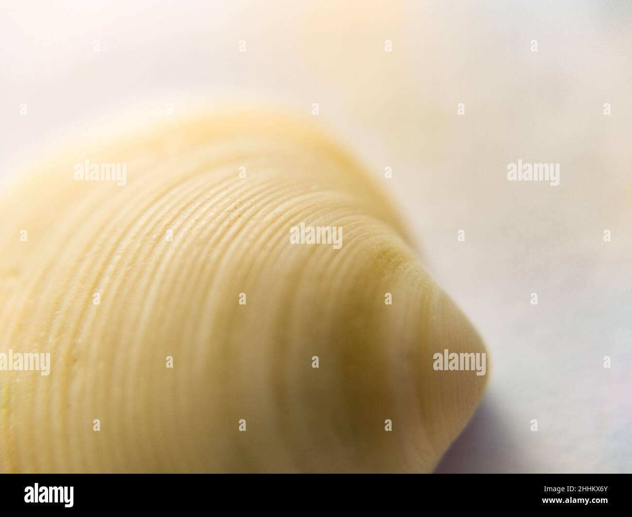 Primo piano di conchiglie su sfondo bianco con i suoi bellissimi motivi della conchiglia Foto Stock