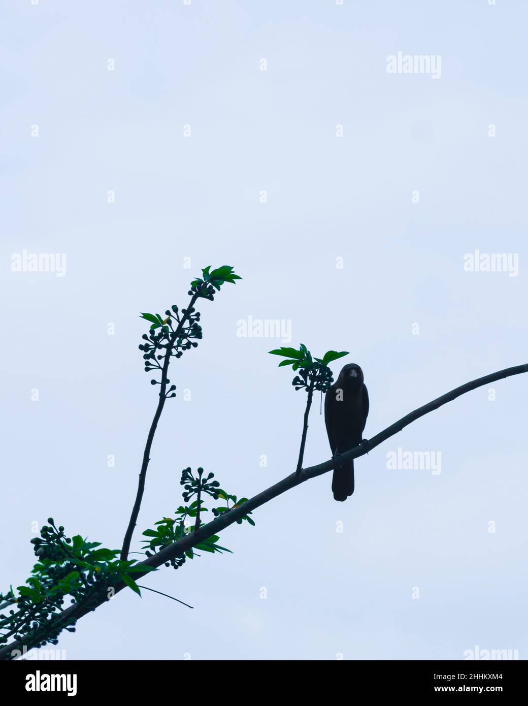 Un corvo seduto in un ramo di albero su sfondo blu. Crow è seduto da solo nel ramo Foto Stock