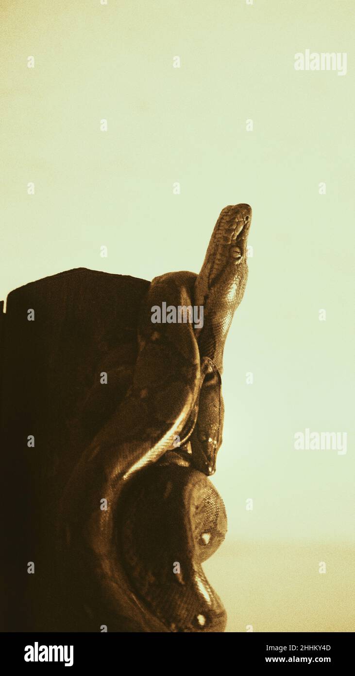 Un ritratto di un python bambino seduto in blocco di legno su sfondo bianco Foto Stock