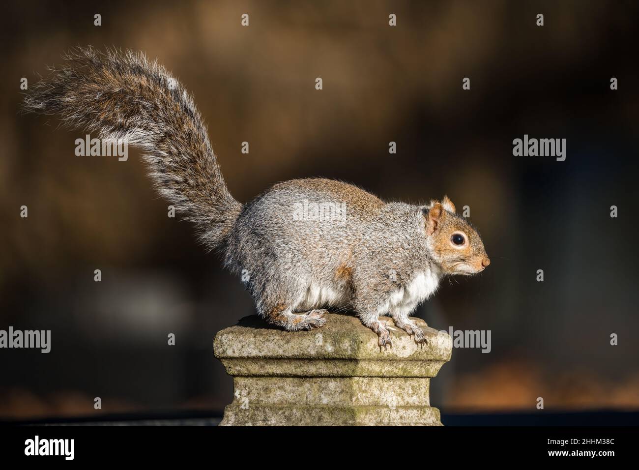 Scoiattolo grigio inglese ben nutrito con stomaco grasso, mangiare un sacco di cibo durante l'inverno. Soffice in luce solare dorata appollaiato da solo. Testa rossa e pelliccia grigia Foto Stock