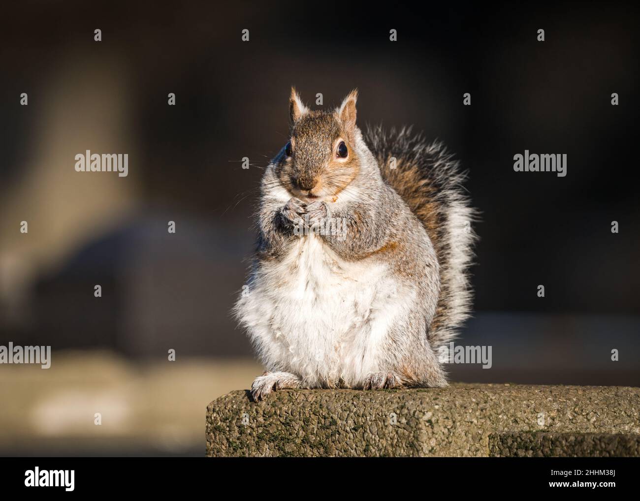 Scoiattolo grigio inglese ben nutrito con stomaco grasso, mangiare un sacco di cibo durante l'inverno. Soffice in luce solare dorata appollaiato da solo. Testa rossa e pelliccia grigia Foto Stock