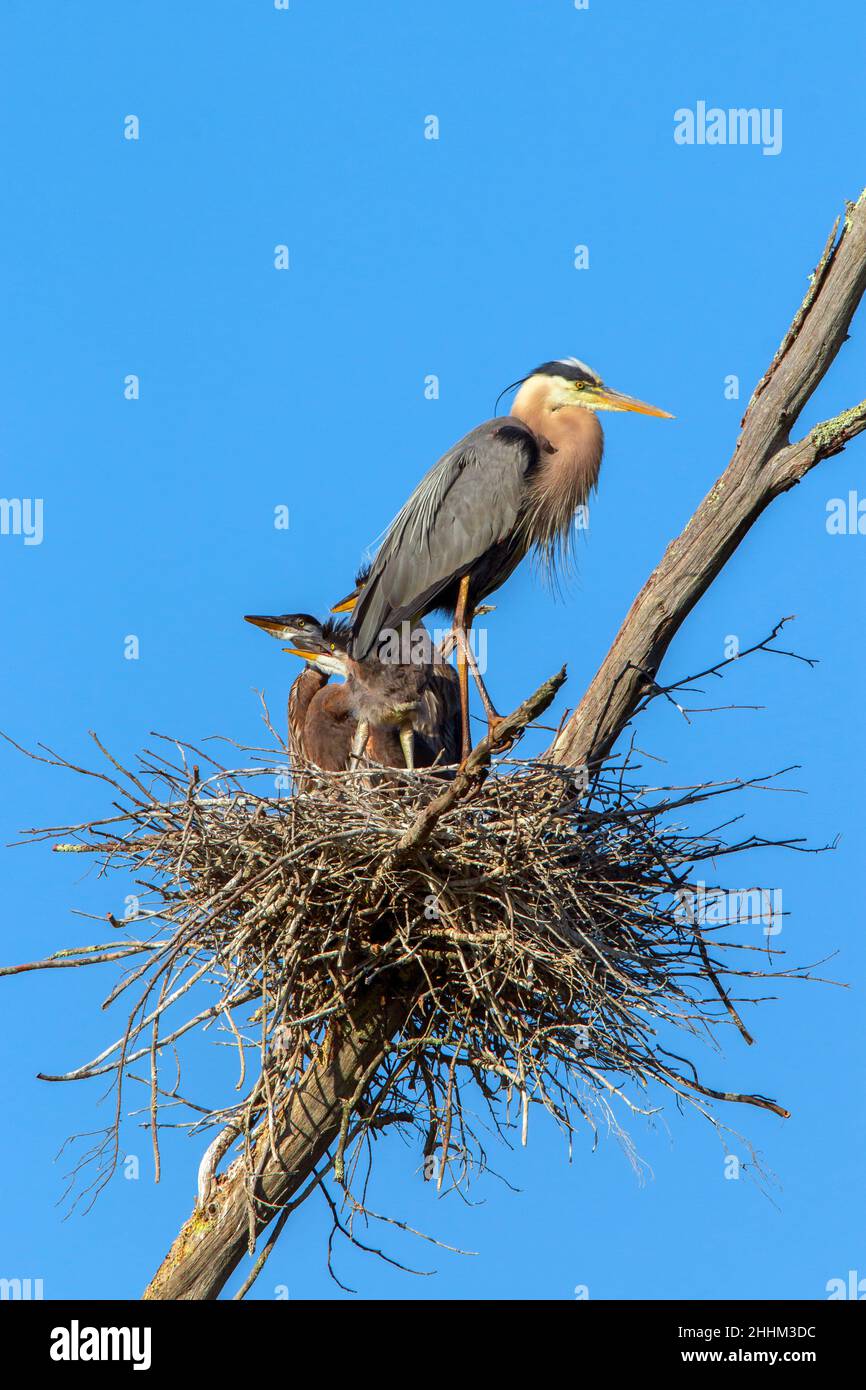 Un adulto Great Blue Heron con pulcini giovani in un nido alto in un albero morto sopra una palude nella Delsaware Water Gap National Recreation Area, Pennsylvania Foto Stock