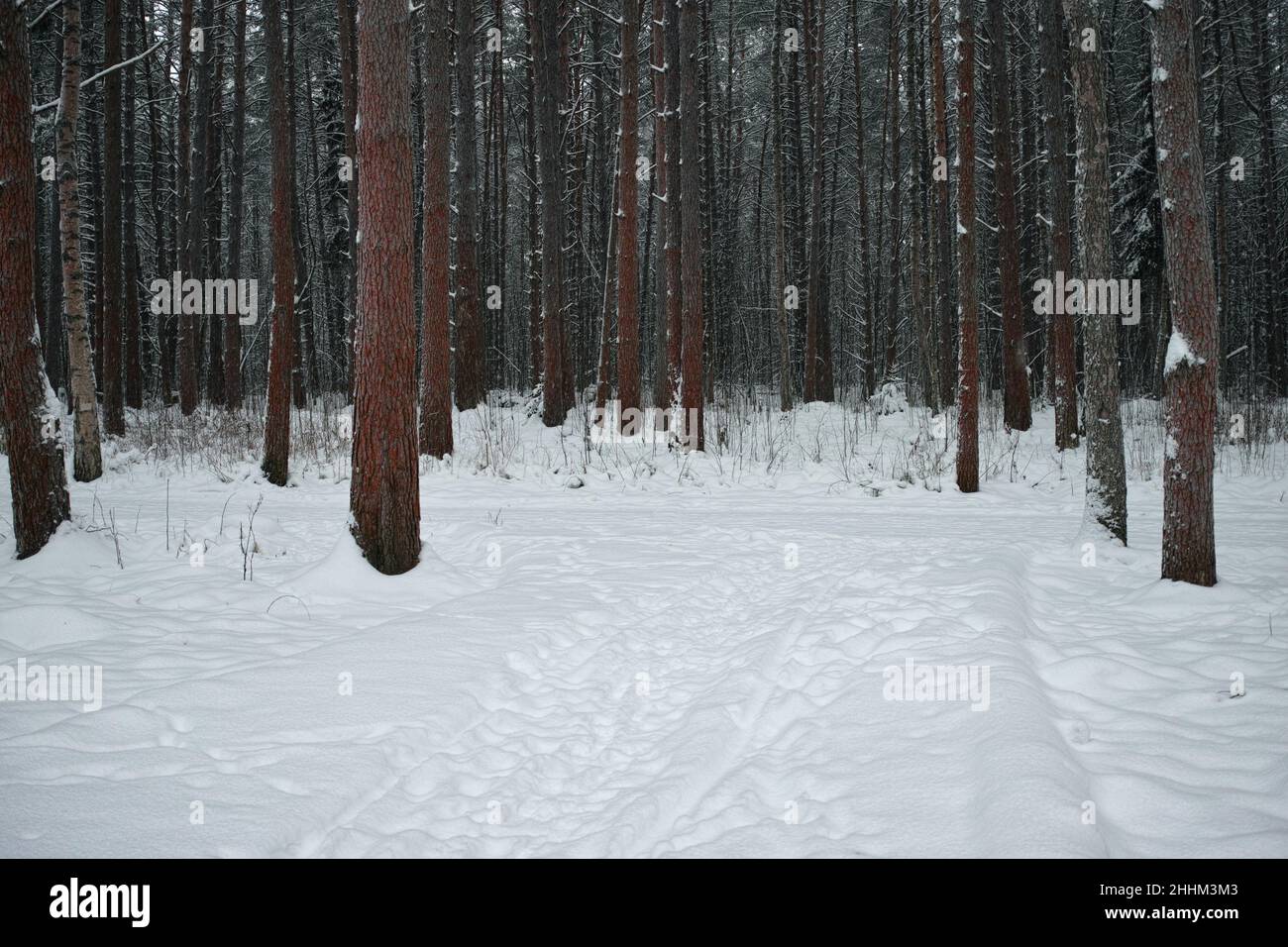 ghiacciata foresta di pini nevosi, luce naturale scena invernale Foto Stock