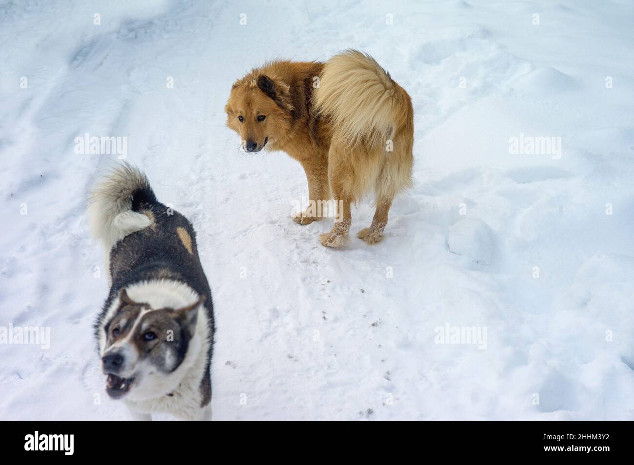 cani randagi aggressivi e non aggressivi, scena invernale Foto Stock