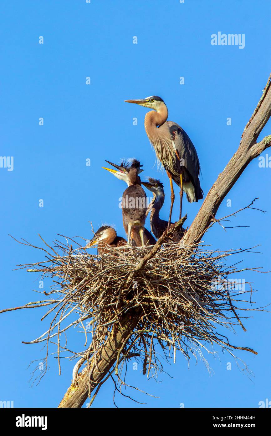 Un adulto Great Blue Heron con pulcini giovani in un nido alto in un albero morto sopra una palude nella Delsaware Water Gap National Recreation Area, Pennsylvania Foto Stock