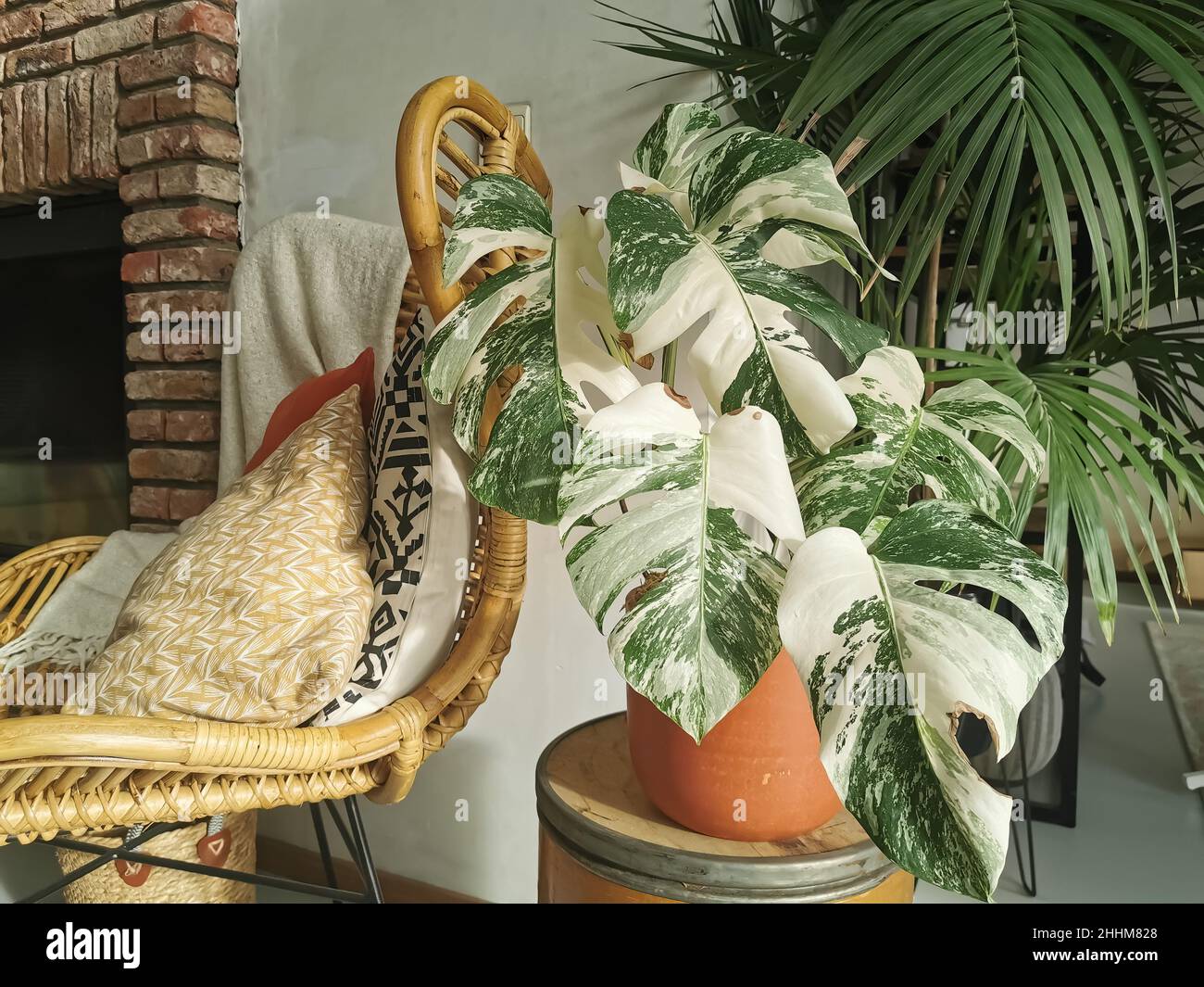 Monstera albo borsigiana o monstera variegata houseplant. Pianta piena altamente variegata in un interno urbano della giungla. Pianta costosa e rara. Foto Stock
