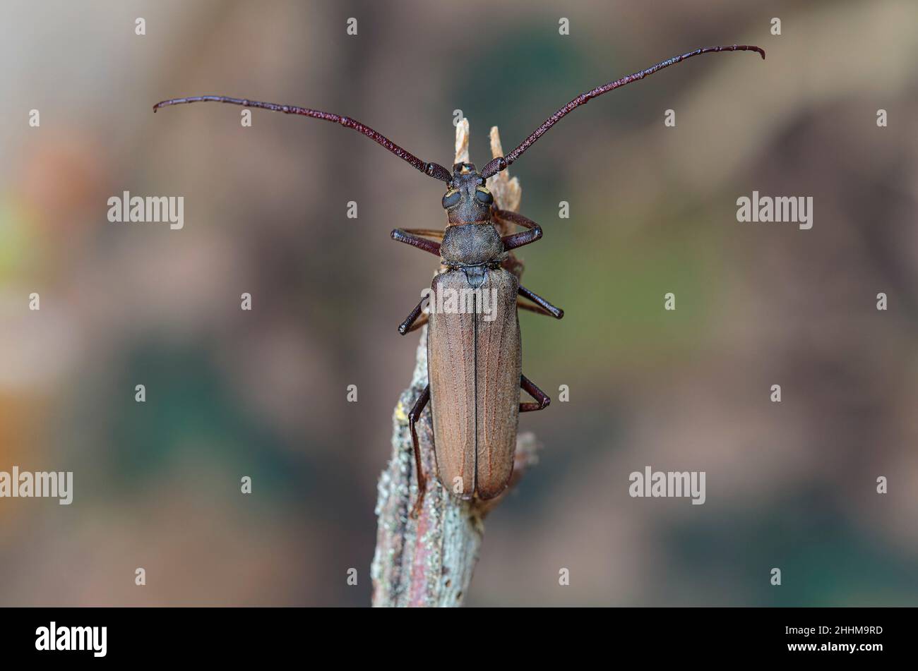 Aegosoma scabricorne un grande scarabeo europeo longhorn in via di estinzione in vista ravvicinata Foto Stock