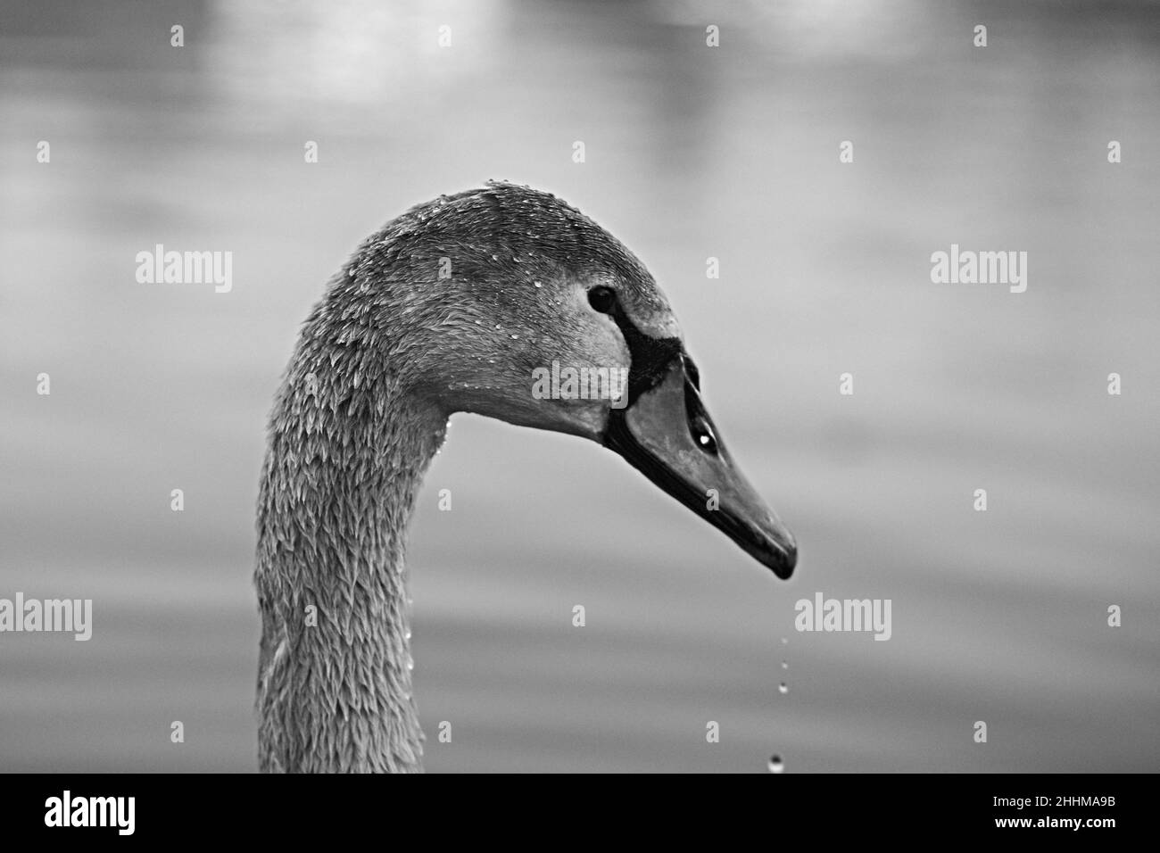 Primo piano di un bel cigno che nuota su un lago in bianco e nero Foto Stock