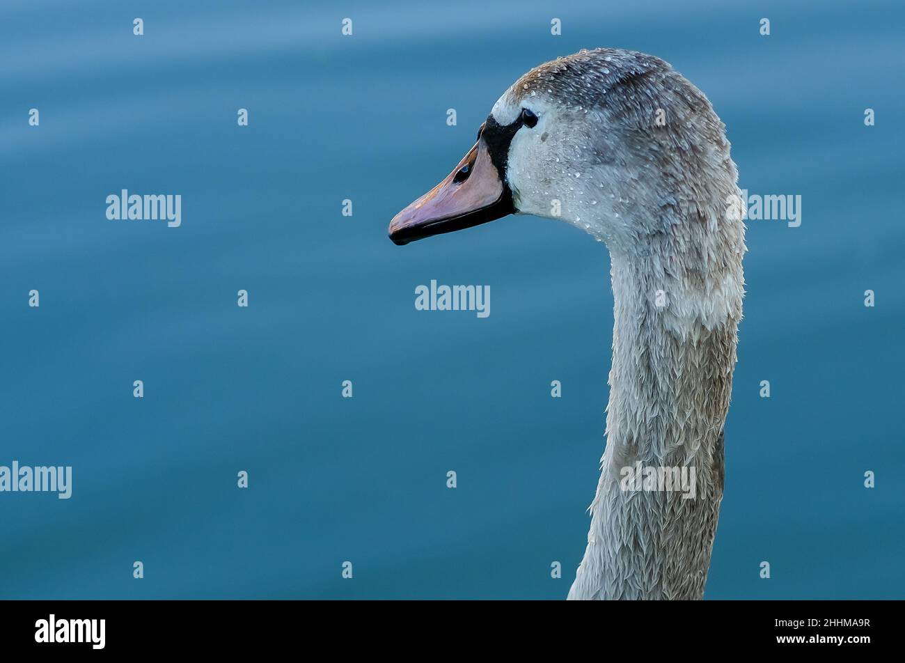 Primo piano di un bel cigno che nuota su un lago Foto Stock