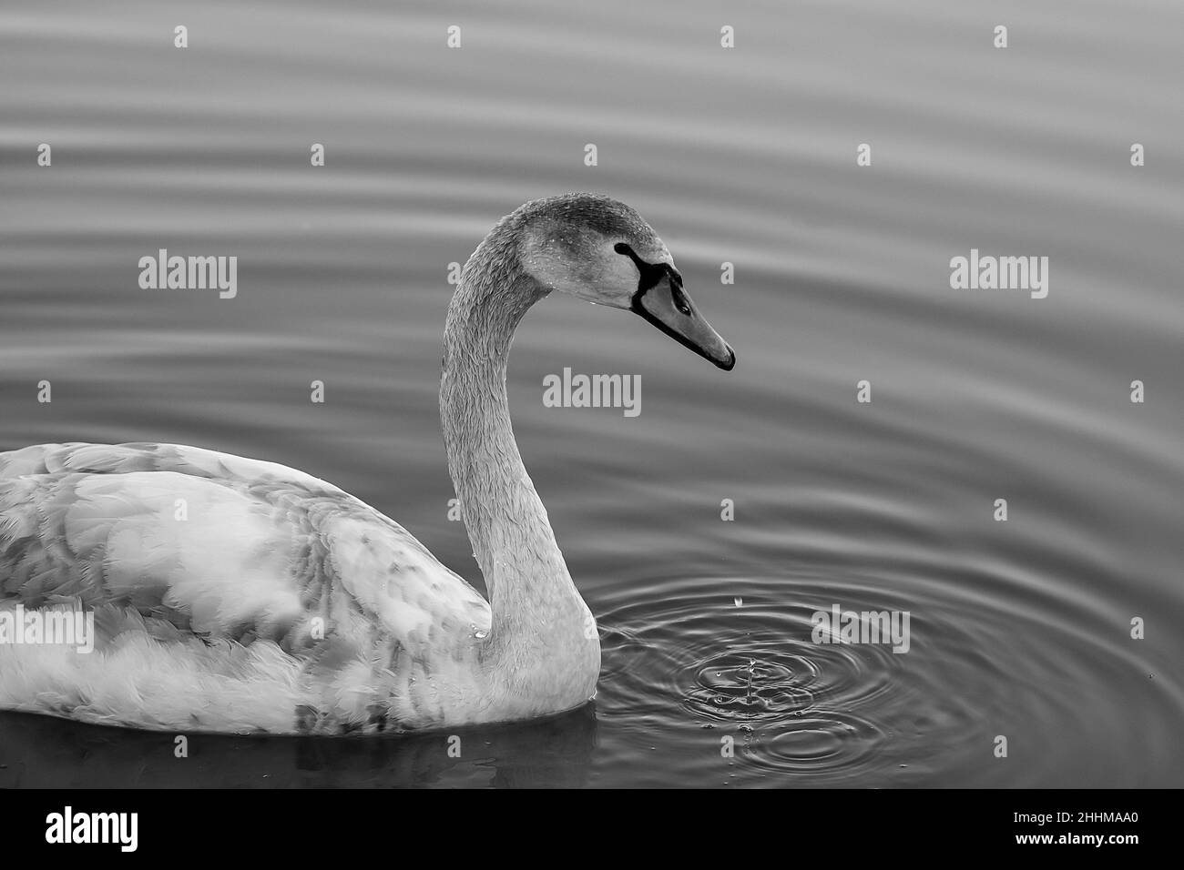Primo piano di un bel cigno che nuota su un lago in bianco e nero Foto Stock
