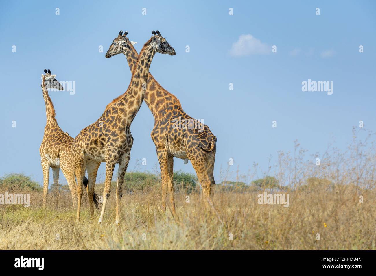 Tre giraffe Masai (Giraffa camelopardalis tippelskirchii) in piedi sulla savanna, Ngorongoro Conservation Area, Tanzania Foto Stock