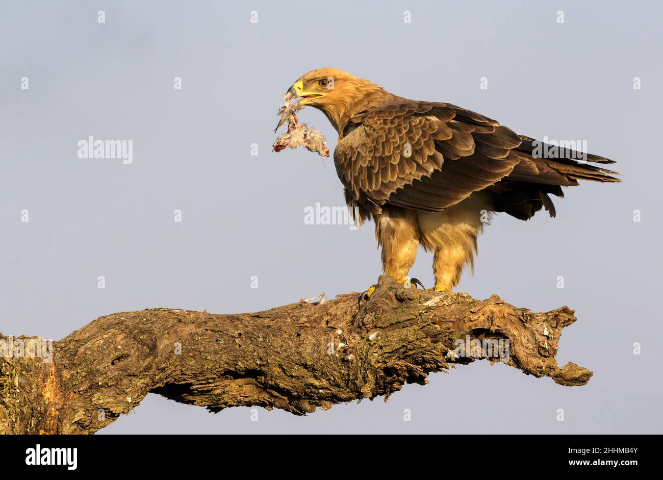 Aquila sventola (Aquila rapax) mangiare una colomba del colpo su un ramo di albero, area di conservazione di Ngorongoro, Tanzania, Africa. Foto Stock