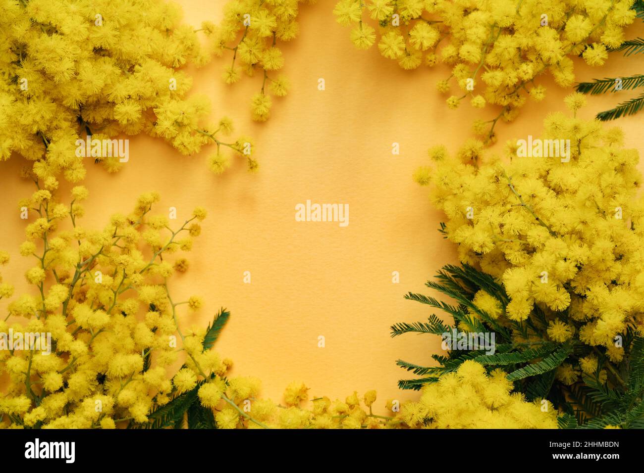 Mimosa in fiore con fiori gialli su sfondo giallo. Banner web di primavera con spazio di cope per il giorno internazionale delle donne 8 marzo Foto Stock