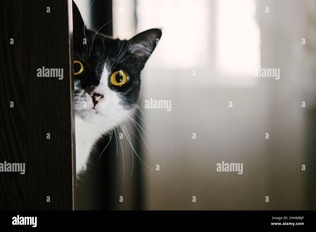 Divertente gatto tuxedo bianco e nero che guarda la macchina fotografica dallo scaffale. Foto Stock