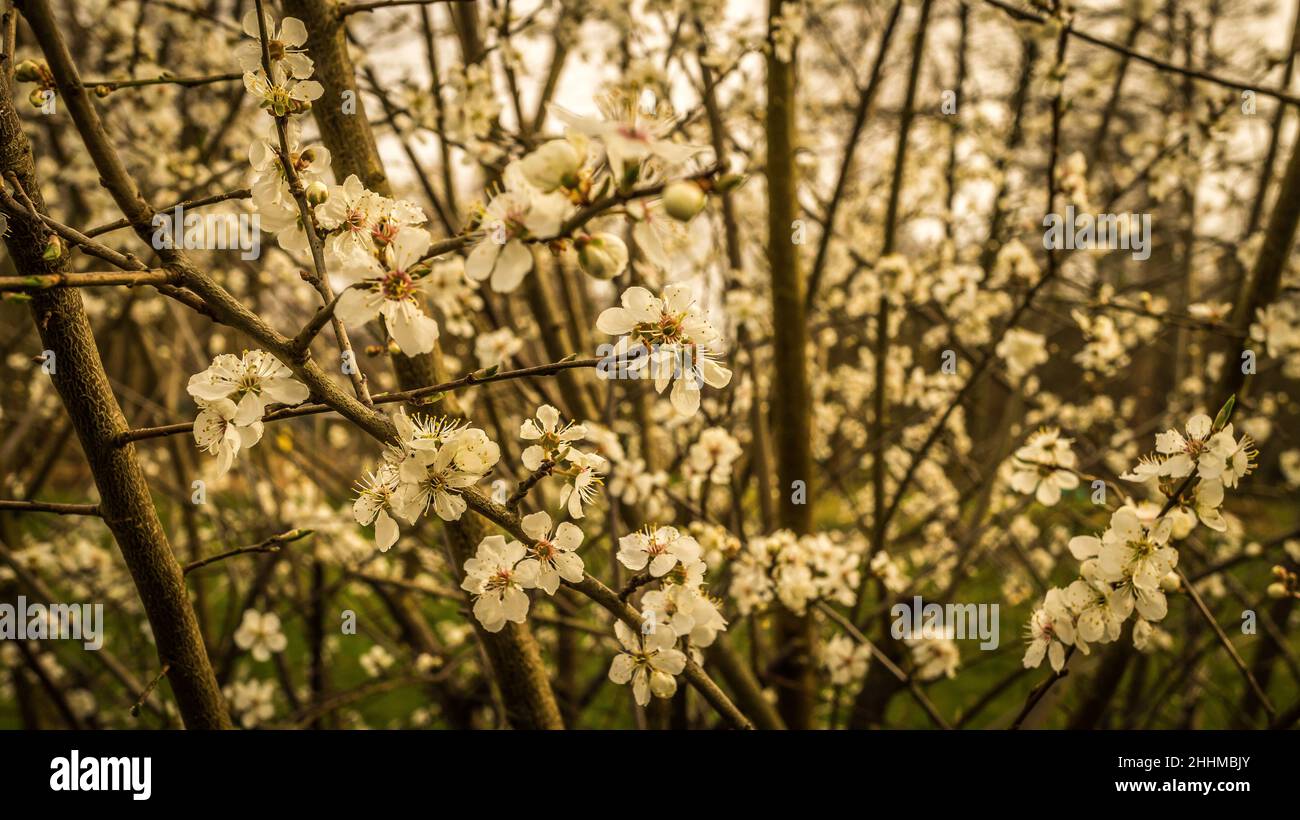 macchia mirabelle in piena fioritura. fiori bianchi fiancheggiano i rami. Giardino e pianta utile per est Foto Stock