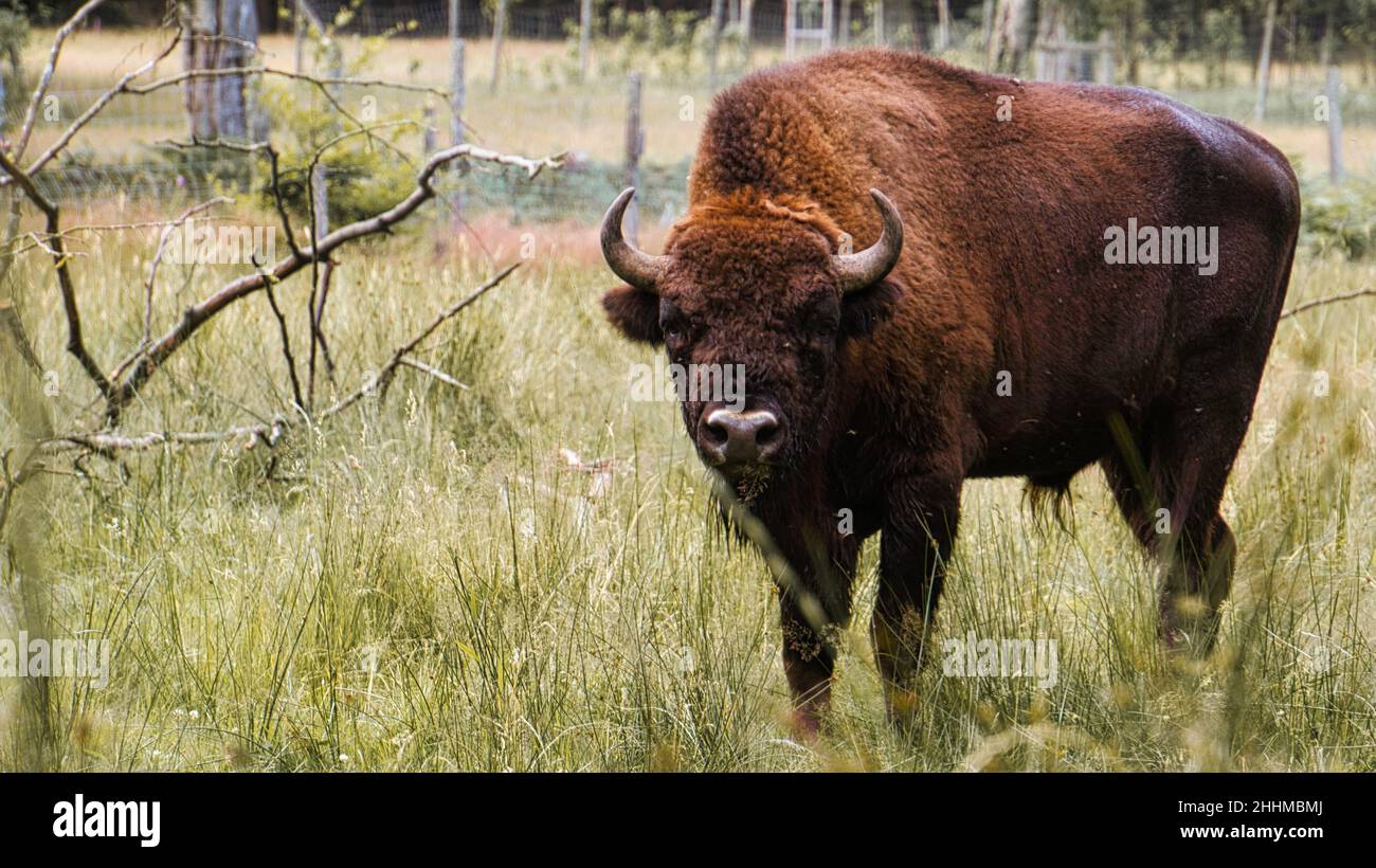 bisonte al waterhole che raffredda giù. mammifero grande in marrone con corna grandi. prato per pascolare intorno all'acqua Foto Stock