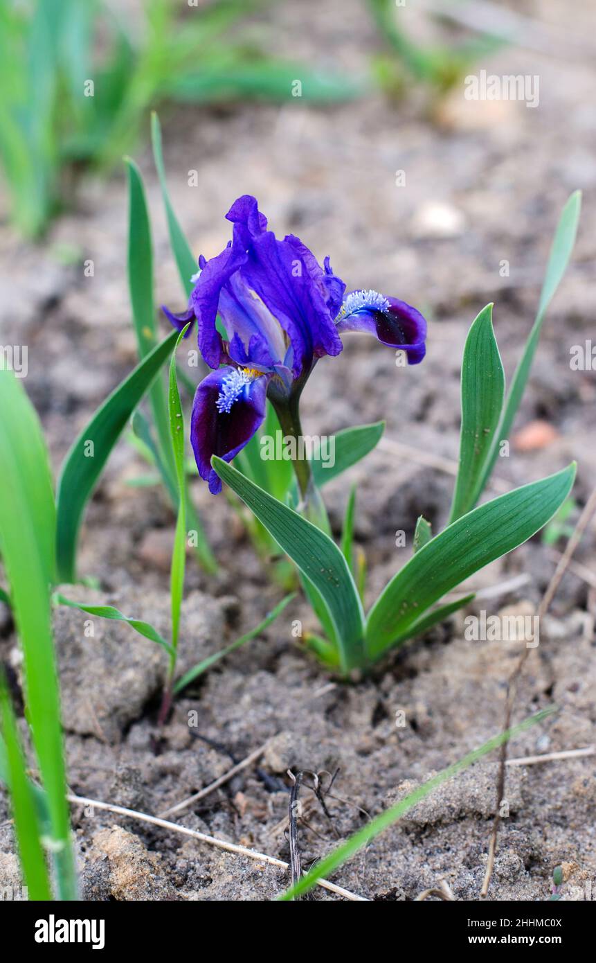 iride nana viola che fiorisce nel letto dei fiori Foto Stock