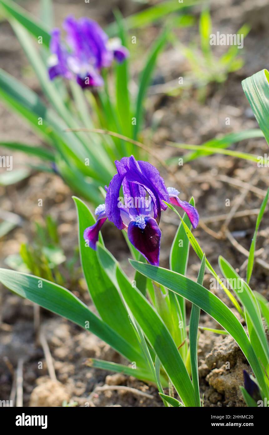 iride nana viola che fiorisce nel letto dei fiori Foto Stock