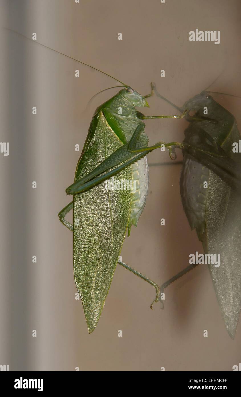 Maschio, verde Australian Bladder Cicada - Cystosoma saundersii - sulla finestra di una serata estiva nel Queensland. Foto Stock