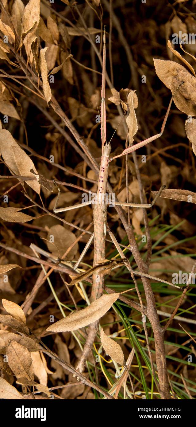 L'insetto di bastone Titan femminile australiano, acrophylla titan, tra le foglie morte sul terreno. Fortemente mimetizzazione. Queensland, estate. Foto Stock