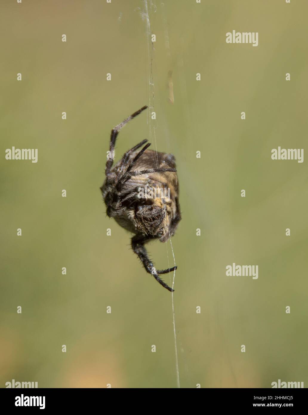 Profilo del ragnatela marroni australiani ragnatela ragnatela, eriophora transmarina, nel suo ragnatela in un giardino nel Queensland. Specie altamente variabile. Foto Stock