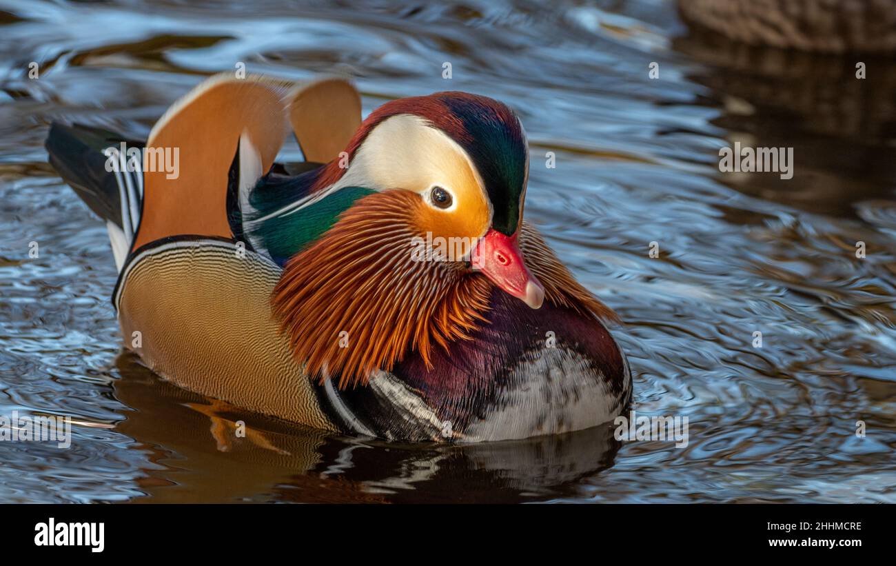 Un'anatra mandarina maschio colorata che nuota in un fiume in una giornata luminosa e soleggiata. Riflesso dell'uccello e dei suoi colori vivaci nell'acqua scura. Foto Stock