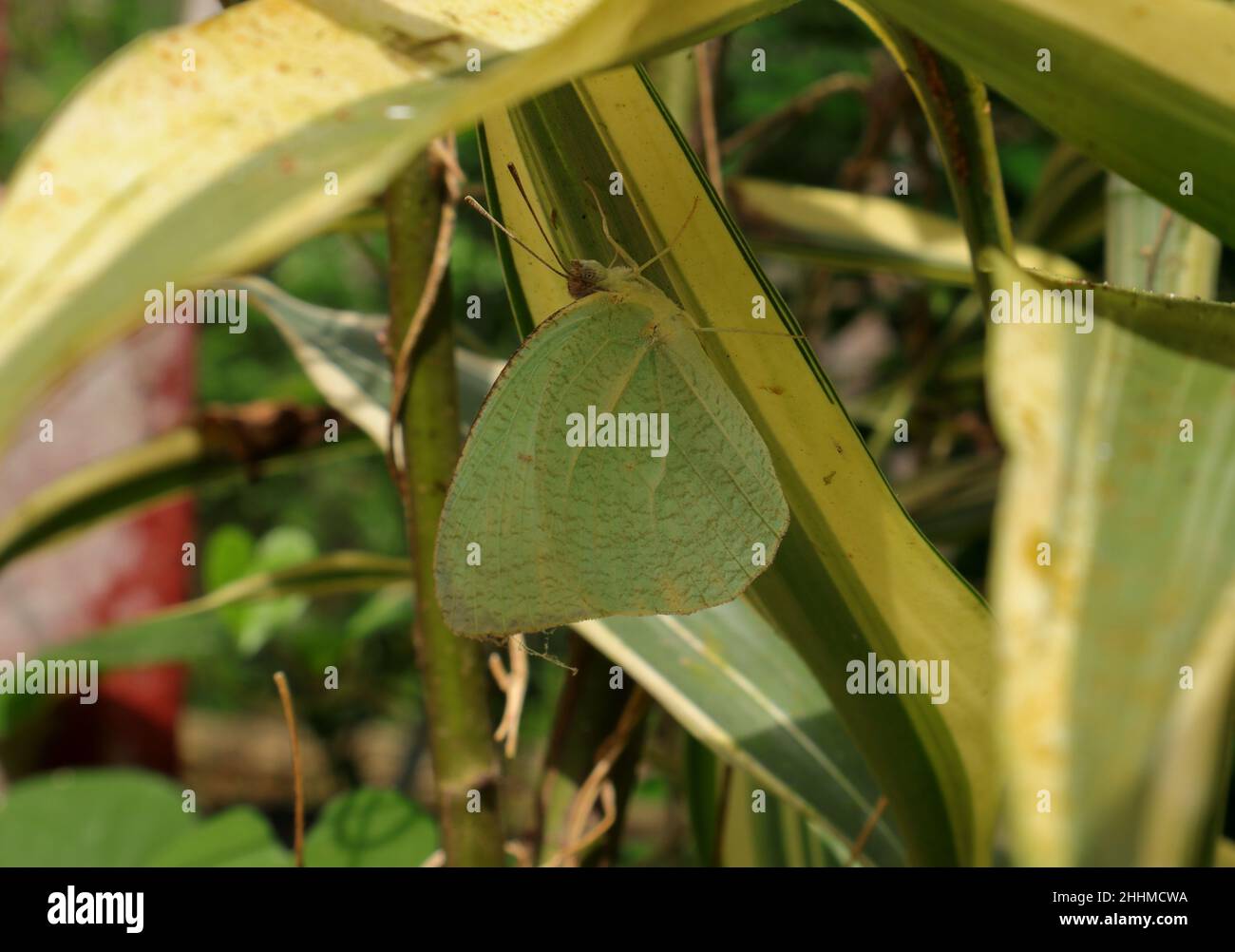 Primo piano di una farfalla emigrante chiazzata che riposa sotto una foglia verde e gialla variegata Foto Stock