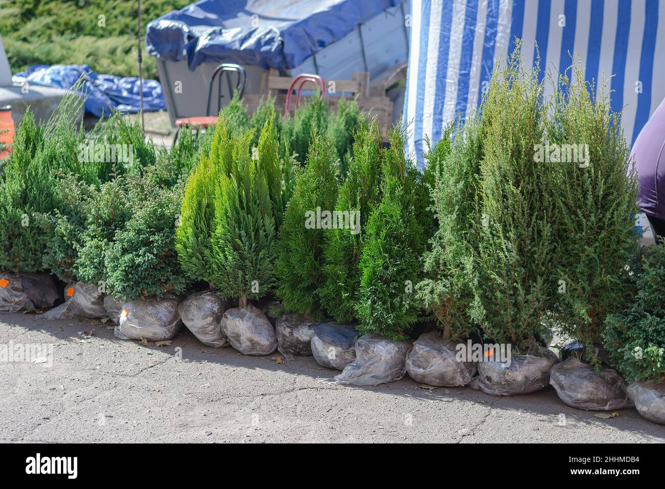 Piante di arbusto e di albero Evergreen alla fiera del contadino. Alberi giovani con radici avvolti in pellicola avvolgente. Commercio di strada. Messa a fuoco selettiva. Foto Stock