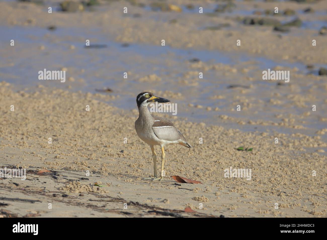 Spiaggia pietra-Curlew Foto Stock