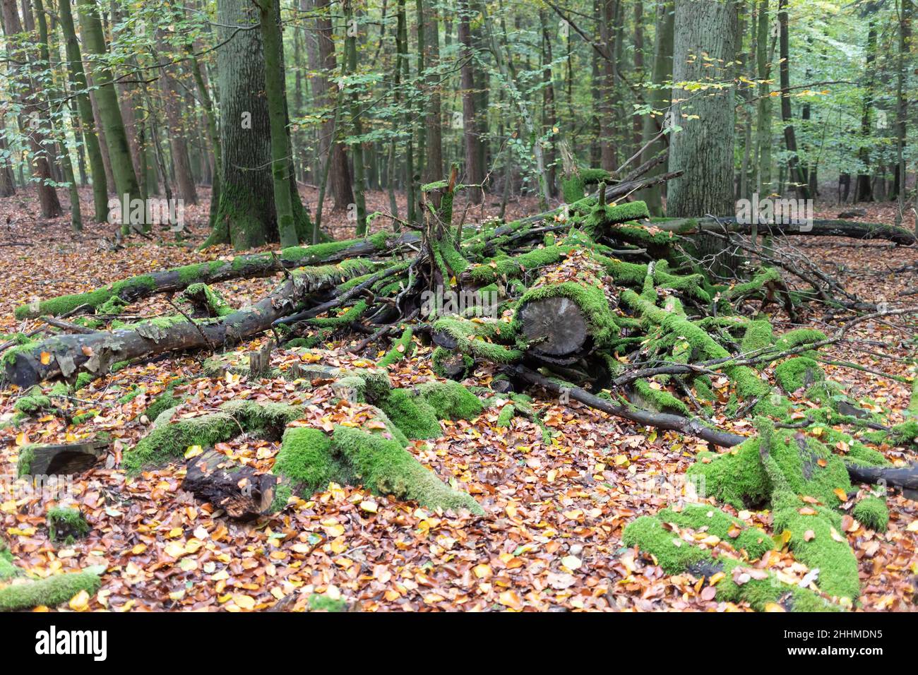 legno morto di mossy nella foresta naturale Foto Stock