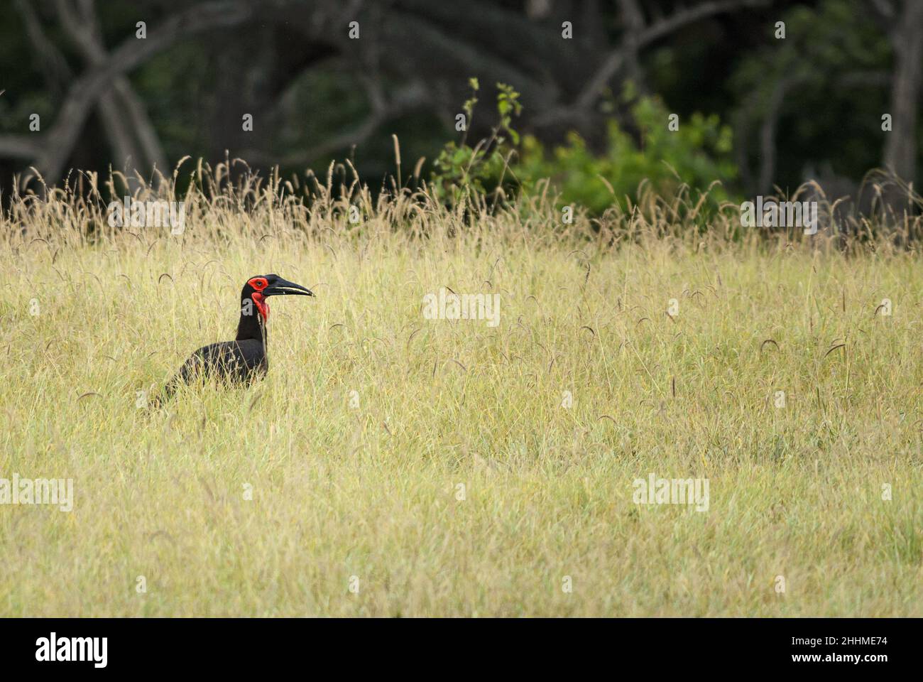 Southern Ground Hornbill - Bucorvus leadbeateri, grande uccello di terra speciale da cespugli africani e savannahs, colline di Taita, Kenya. Foto Stock