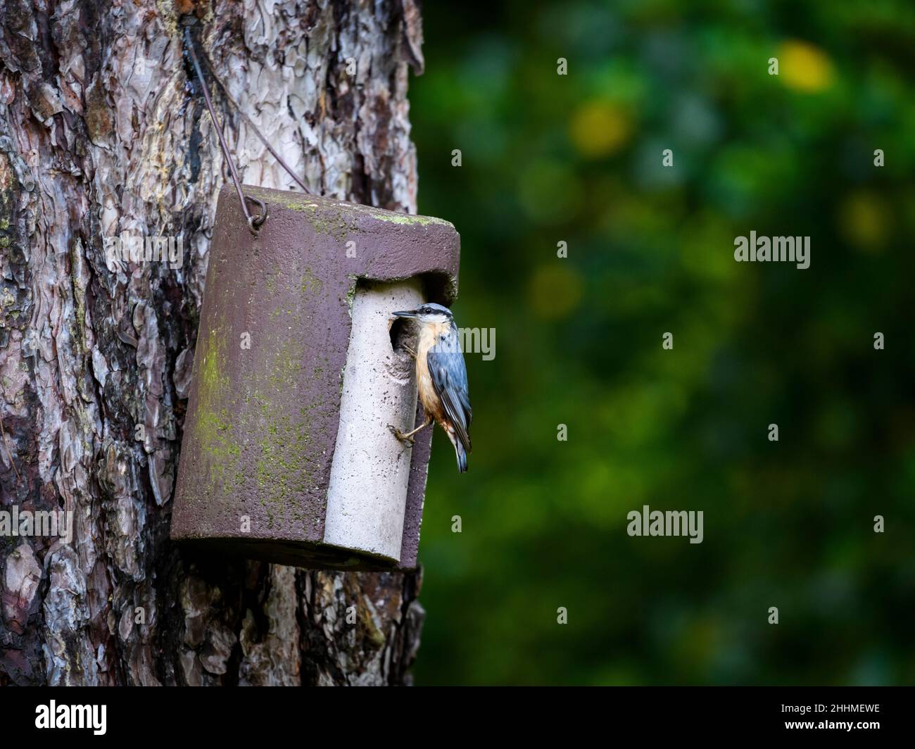Primo piano di un singolo piccolo nuthatch (uccello da giardino) che si aggrappa alla scatola del nido appeso all'albero dal foro di entrata (occhio-striscia & becco) - Yorkshire occidentale, Inghilterra, Regno Unito. Foto Stock