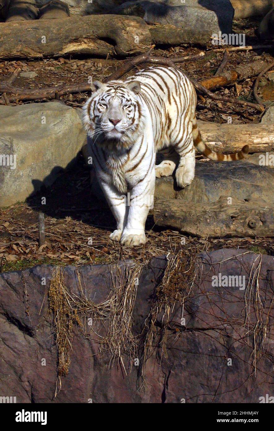 WHITE TIGER AL SAMSUNG EVERLAND ZOO. COREA DEL SUD. IMMAGINE: GARYROBERTSPHOTOGRAPHY.COM Foto Stock