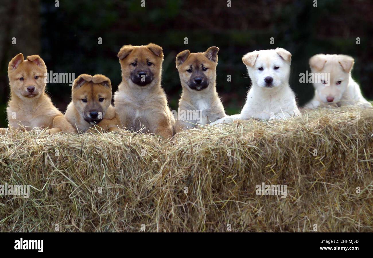 LA LETTIERA DEI CUCCIOLI DI JINDO ALLEVATI DAL ALLEVATORE MEG PARNELL - FALEGNAME AI SUOI CANILI A BRISTOL. E' LA PRIMA VOLTA CHE I CUCCIOLI VENGONO ALLEVATI UFFICIALMENTE AL DI FUORI DELLA COREA. BRISTOL. IMMAGINE: GARYROBERTSPHOTOGRAPHY.COM Foto Stock