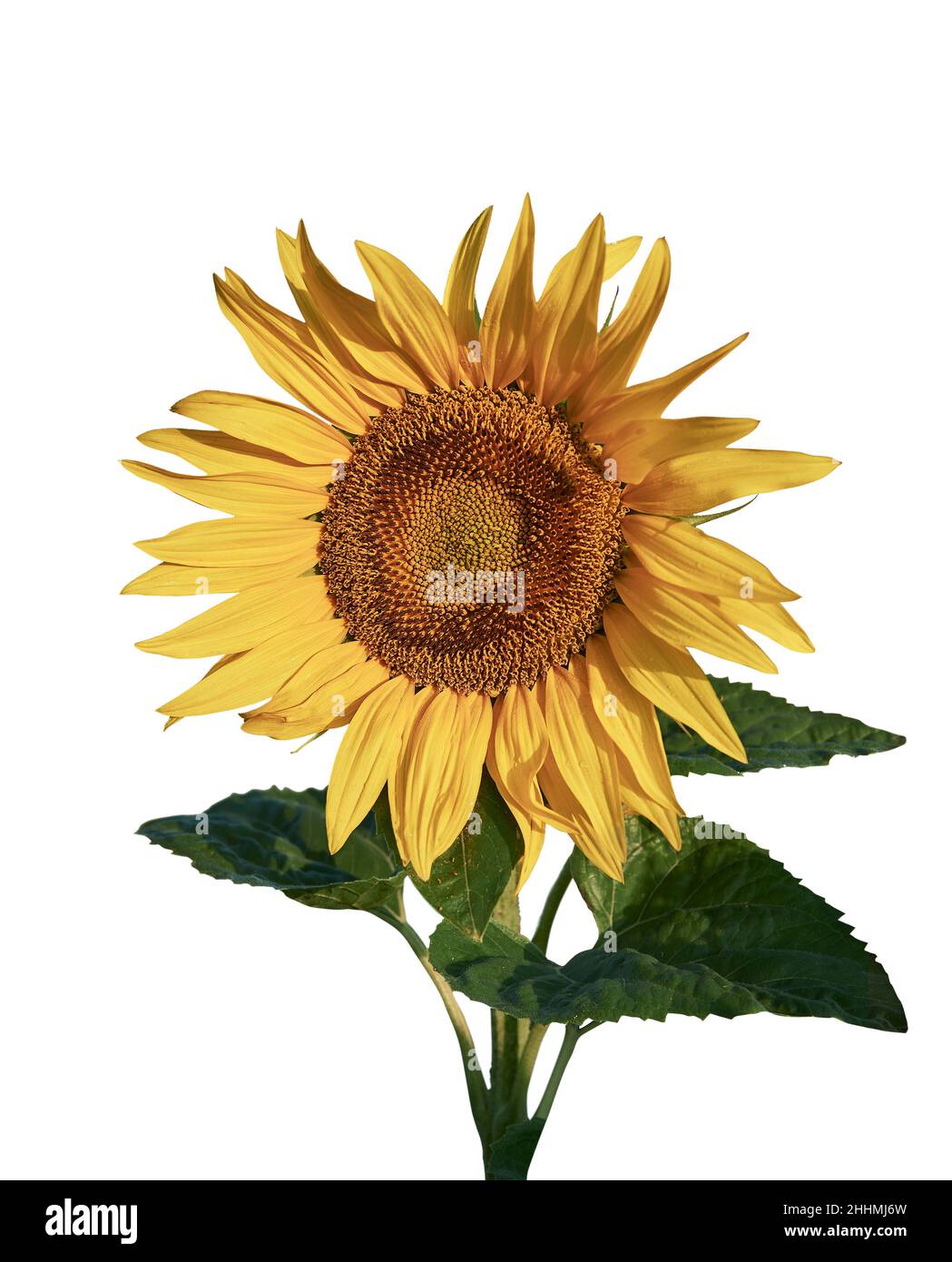 Testa di girasole a fiore singolo (Helianthus Annus). Girasole giallo tagliato su sfondo bianco Foto Stock