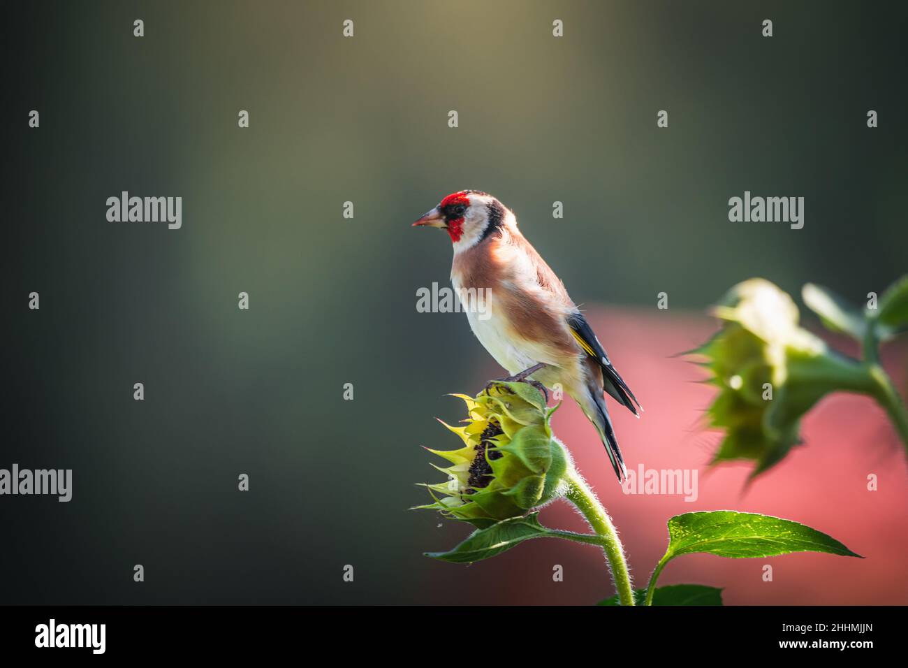 Fotos vom Stieglitz oder auch Distelfink genannt im Garten auf Futtersuche an Sonnenblumen. Porträt vom Stieglitz (Distelfink) im Herbst. Foto Stock