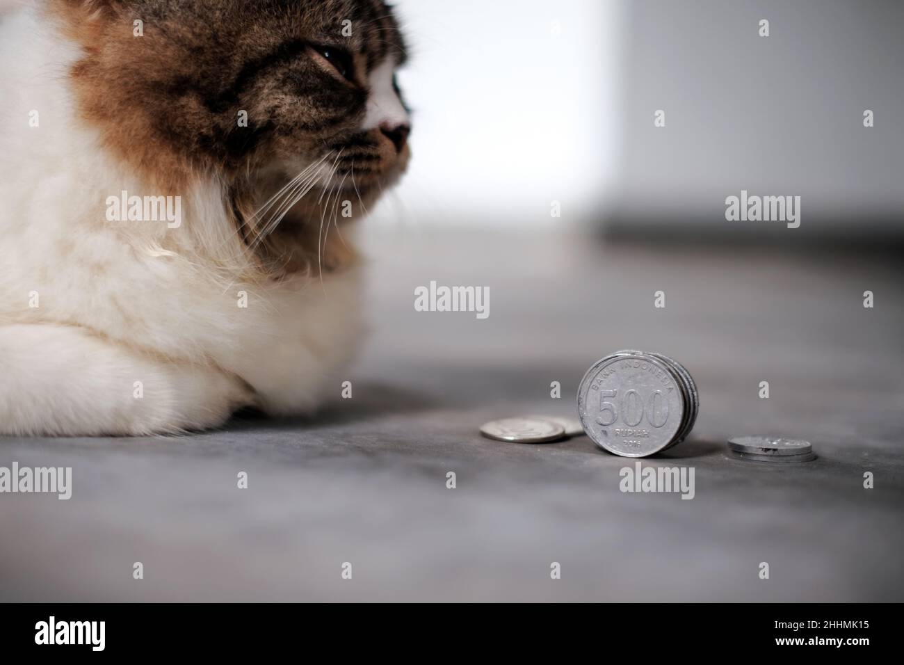 monete ed espressioni facciali del gatto Foto Stock