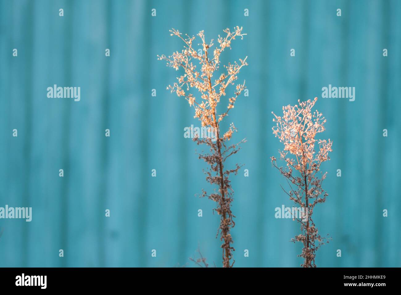 Ciuffi di erba secca sullo sfondo di una recinzione blu Foto Stock
