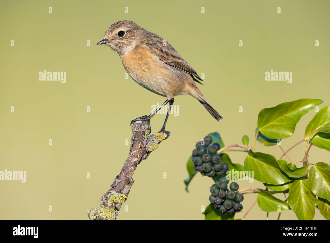 Stonechat europeo (Saxicola rubicola), singolo arroccato su una filiale, Campania, Italia Foto Stock