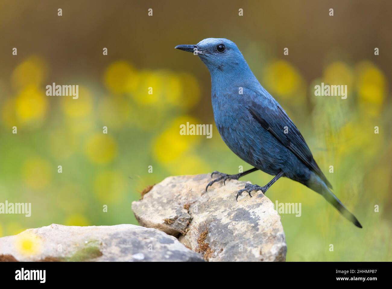 Blue Rock Thrush (Monticola solitarius), vista laterale di un maschio adulto in piedi su una roccia, Campania, Italia Foto Stock