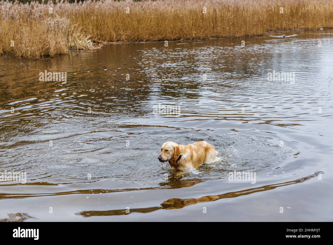 Un cane da recupero d'oro spruzza attraverso l'acqua giocando nel Frensham Little Pond vicino a Farnham, Surrey, Inghilterra sudorientale Foto Stock