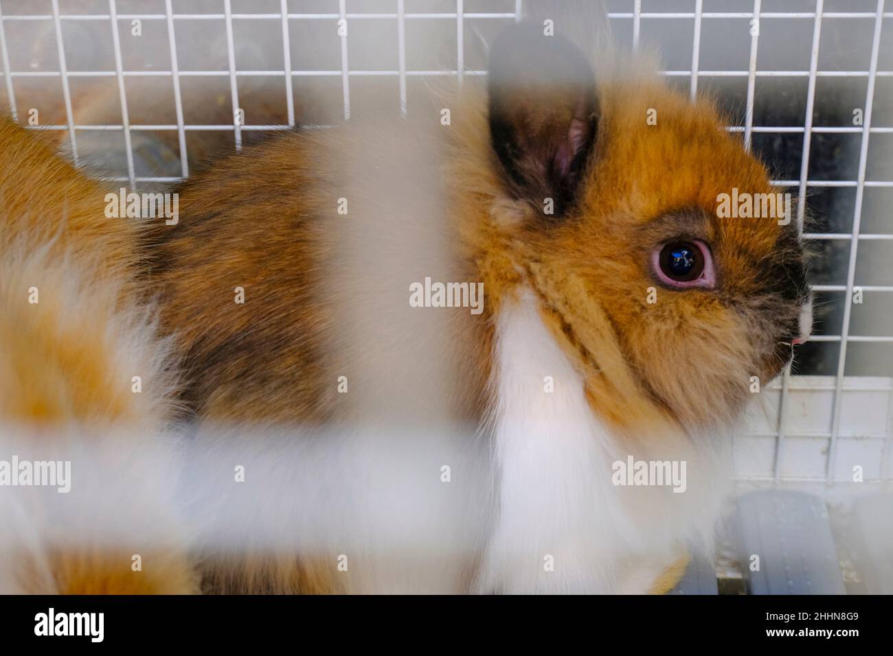 Cute e soffice nano coniglio, o coniglio muso close-up in gabbia. Animali domestici Foto Stock