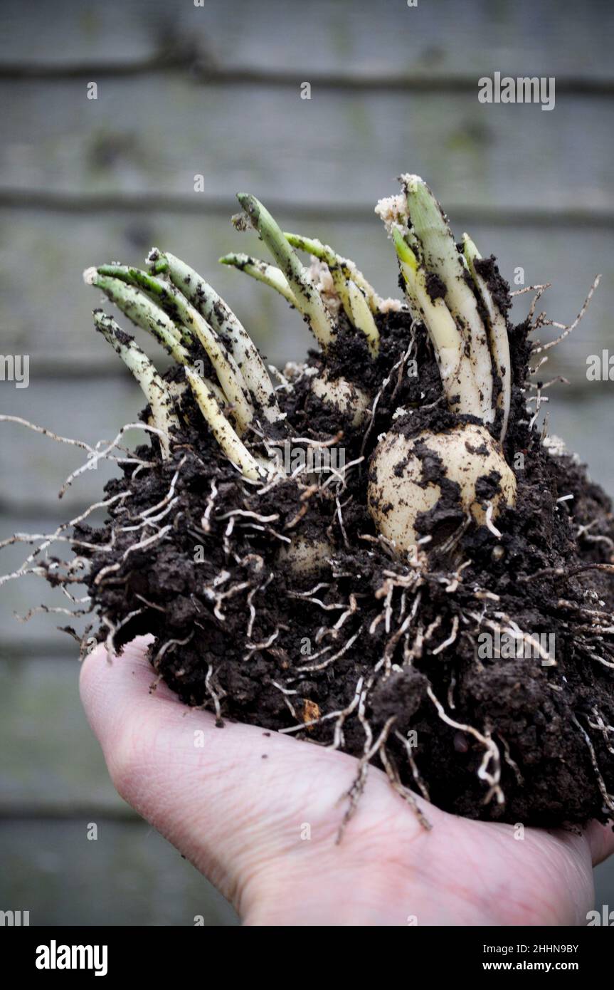 Appena scavato bulbi primavera mostrando compost, radice, bulbo e nuova crescita. Il terreno è tenuto in una mano degli adulti. C'è uno sfondo effetto legno Foto Stock