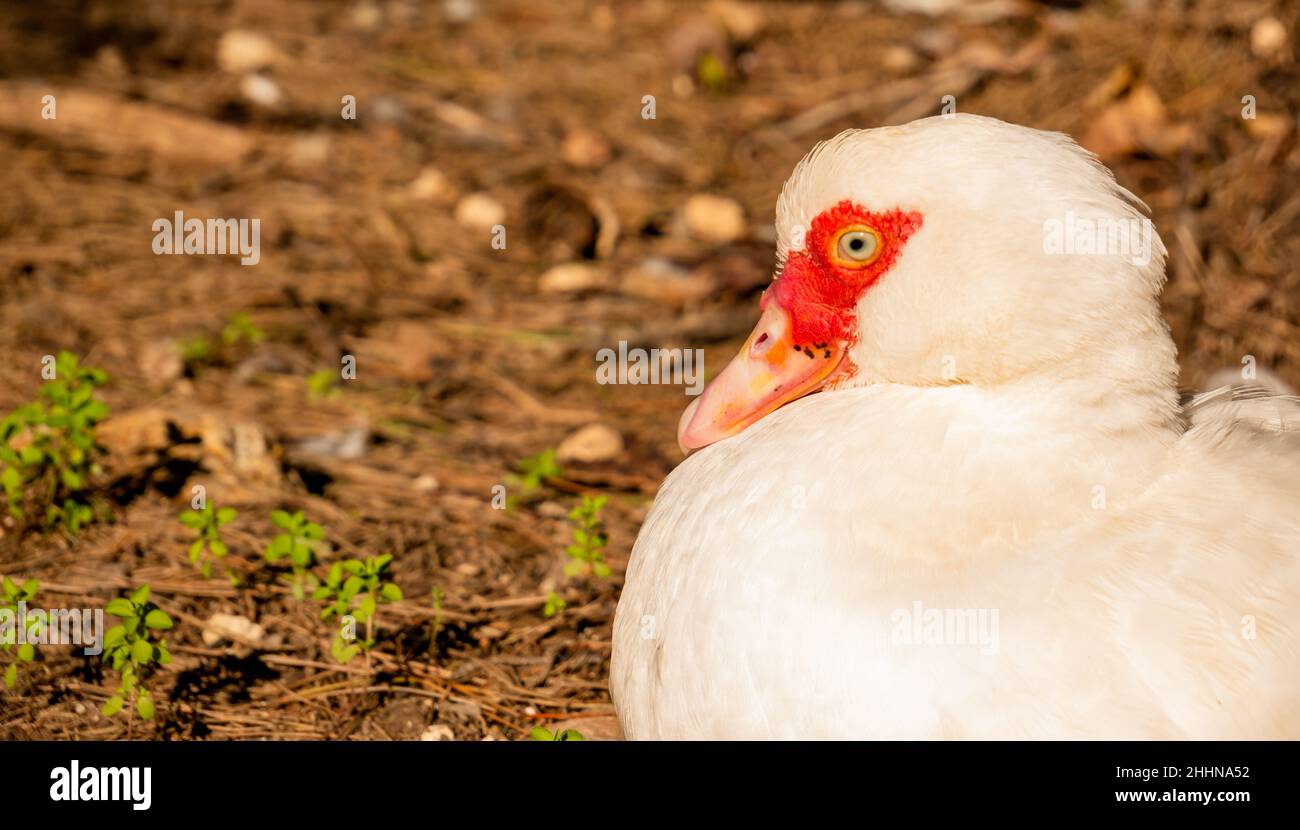 Primo piano ritratto profilo anatra moscovy riposo al sole durante una giornata estiva Foto Stock