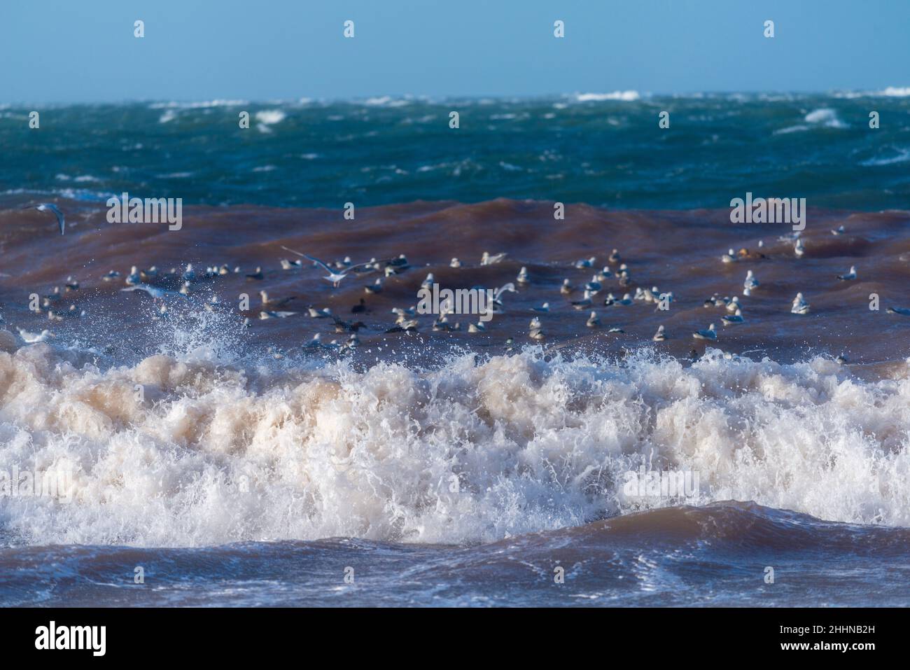 Uccelli acquatici alla ricerca di un luogo più tranquillo in condizioni climatiche tempestose, Mare del Nord isola di Heligoland, Germania settentrionale, Europa centrale Foto Stock