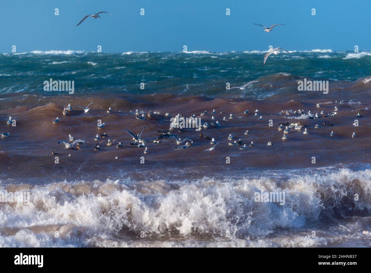 Uccelli acquatici alla ricerca di un luogo più tranquillo in condizioni climatiche tempestose, Mare del Nord isola di Heligoland, Germania settentrionale, Europa centrale Foto Stock