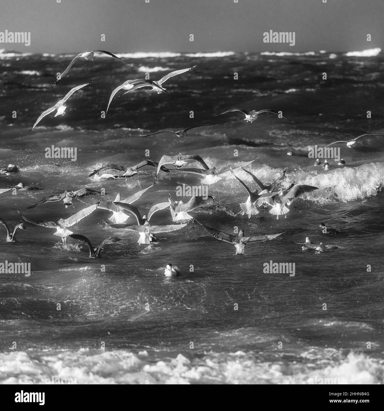 Uccelli acquatici alla ricerca di un luogo più tranquillo in condizioni climatiche tempestose, Mare del Nord isola di Heligoland, Germania settentrionale, Europa centrale Foto Stock