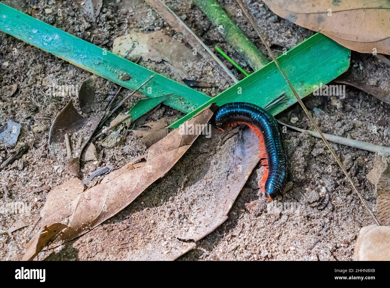 Millipede gigante su un terreno nella foresta, Zanzibar, Tanzania Foto Stock