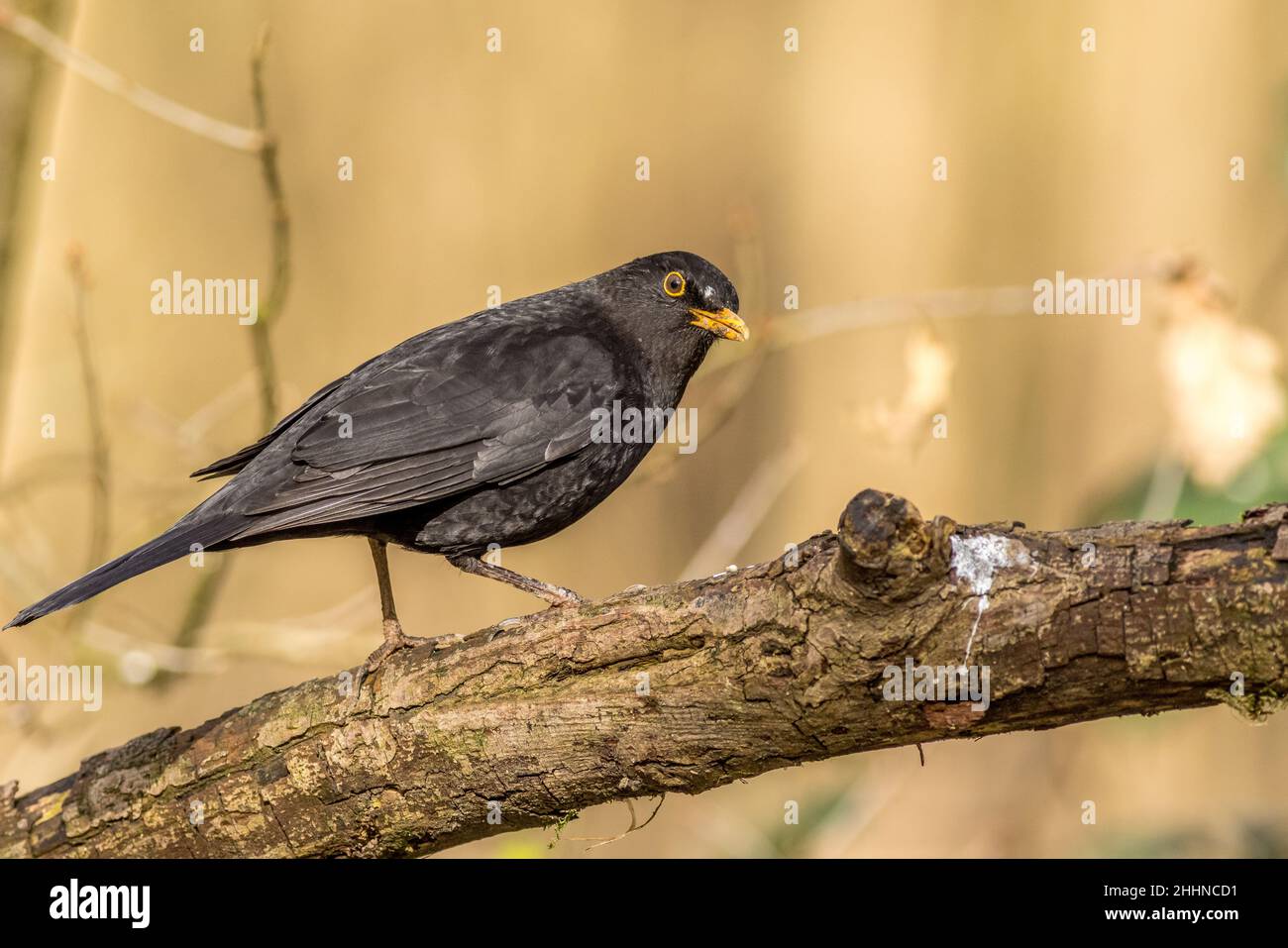 Merlo (Turdus merula) appollaiato su un ramo Foto Stock