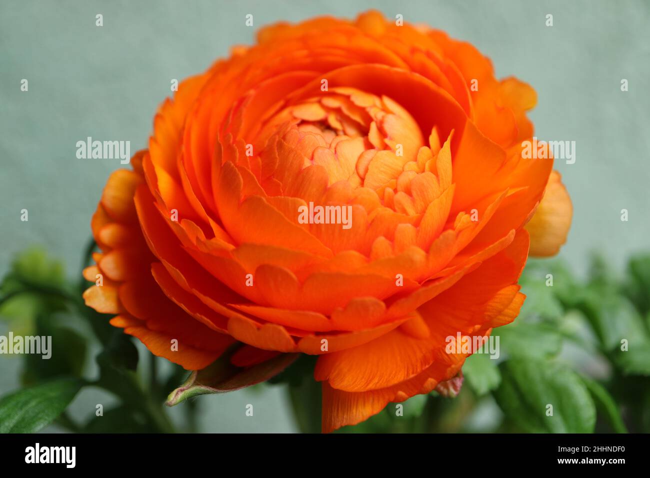 Colore arancione Ranunculus su sfondo verde parete, arancione Ranunculus con delicati petali e foglie verdi, fiore macro fiore fiore, testa fiore Foto Stock